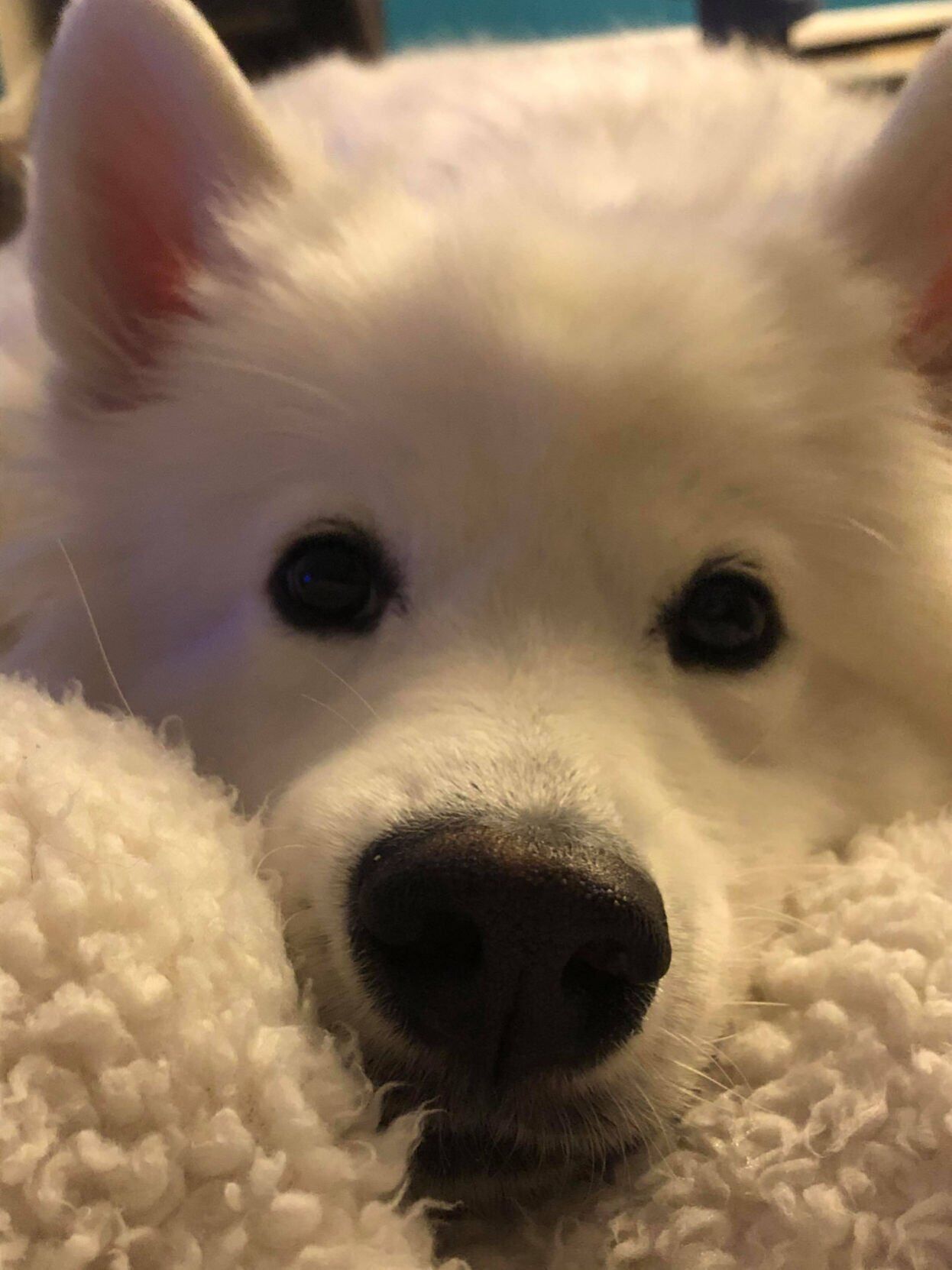 kevin lisa happ samoyed.jpg